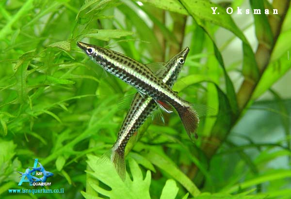 Nannostomus eques
